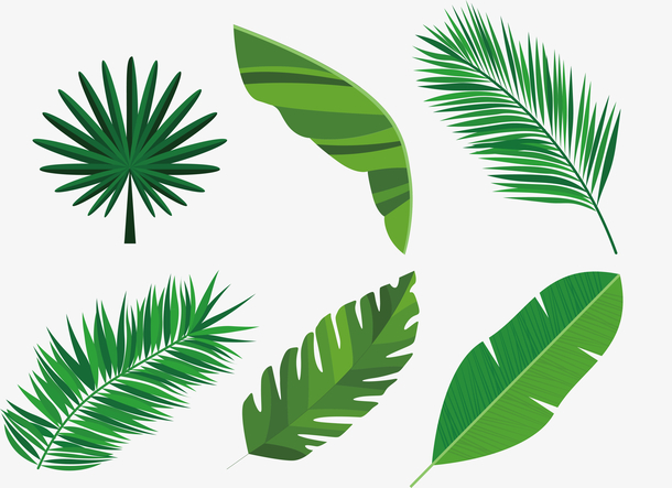 创意绿色热带树叶设计