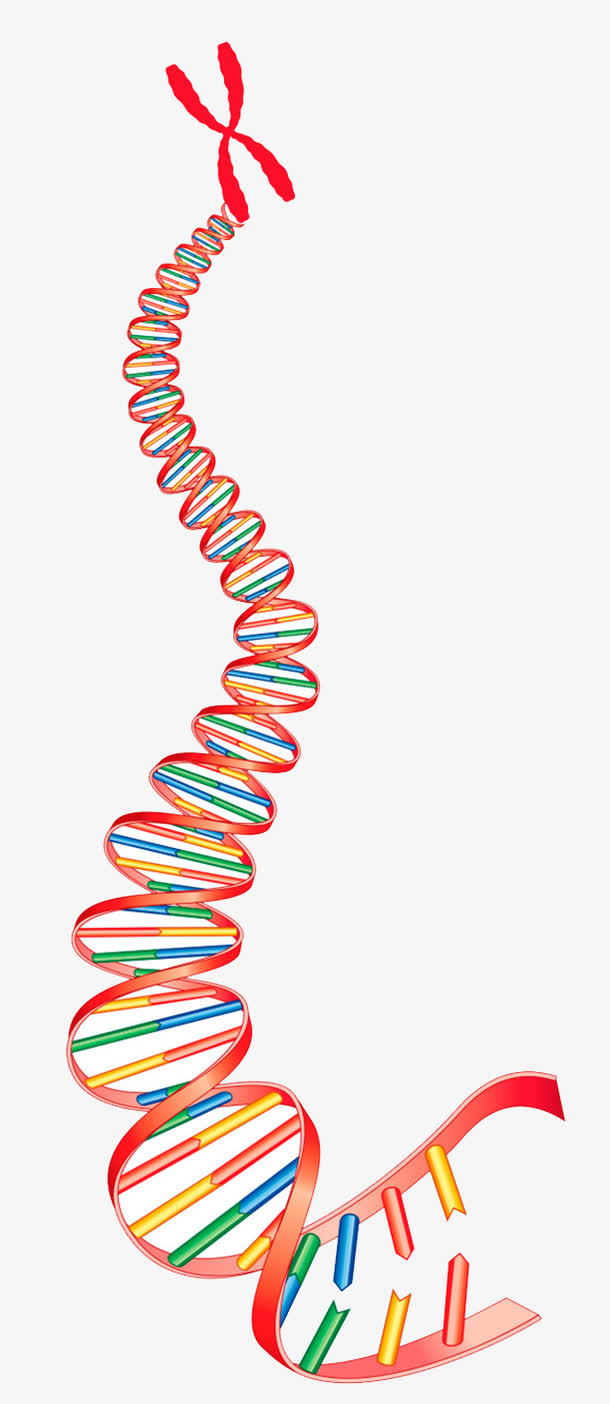 x染色体基因物质png元素素材图片下载-万素网