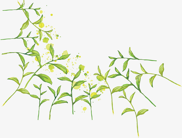 手绘风秋季养生绿茶