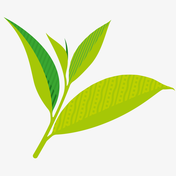 绿茶茶叶插画