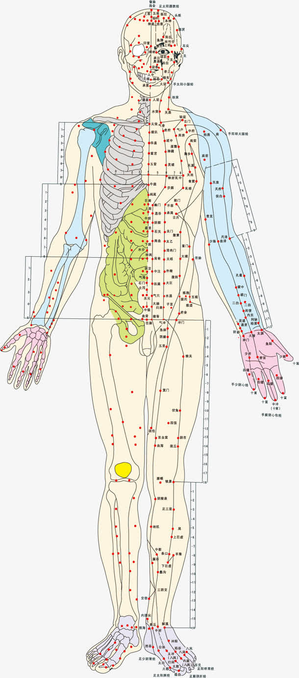 人体脊椎手绘