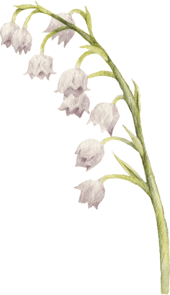 一束铜铃花