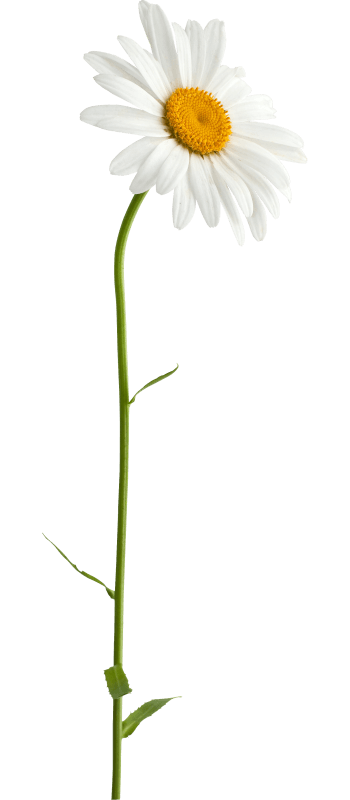手绘小雏菊