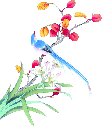 水彩兰花鸟矢量图