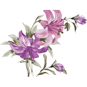 紫色百合花