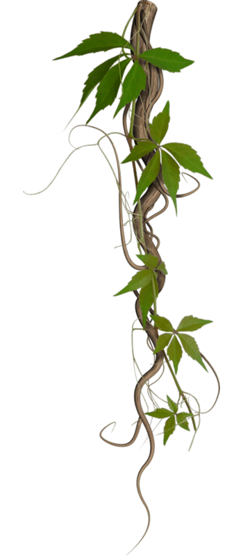 带叶子的树藤免抠元素图片-元素素材4569595-万素网
