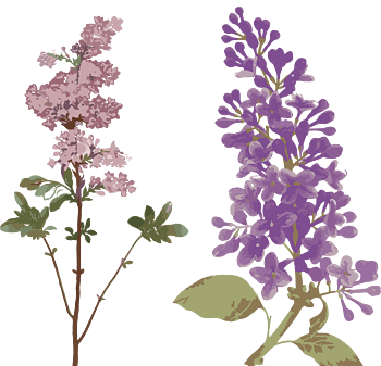 手绘丁香花
