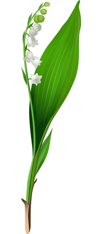 铃兰花