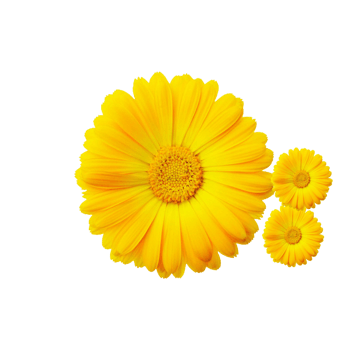 三朵简约黄色菊花