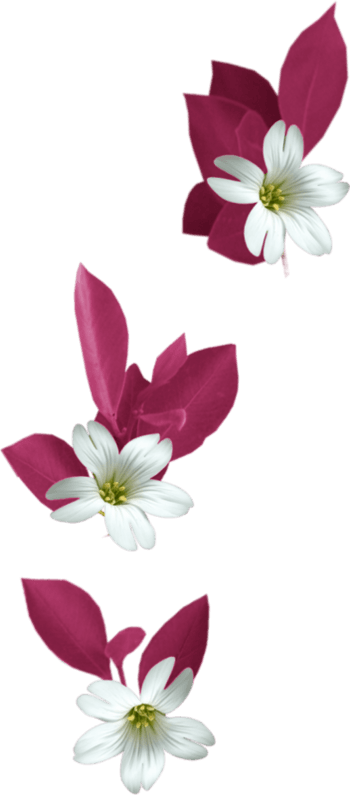 百合花瓣图片免费下载_百合花瓣素材_万素网