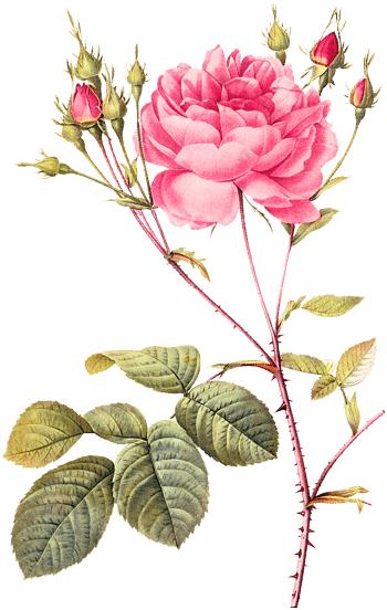 手绘月季花