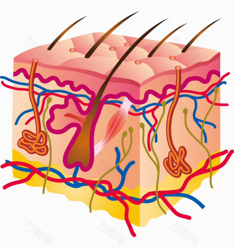 人体器官皮肤组织