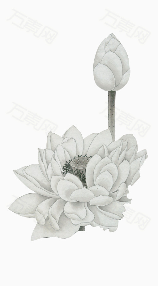 白色莲花和花骨朵图片免费下载_卡通手绘_万素网