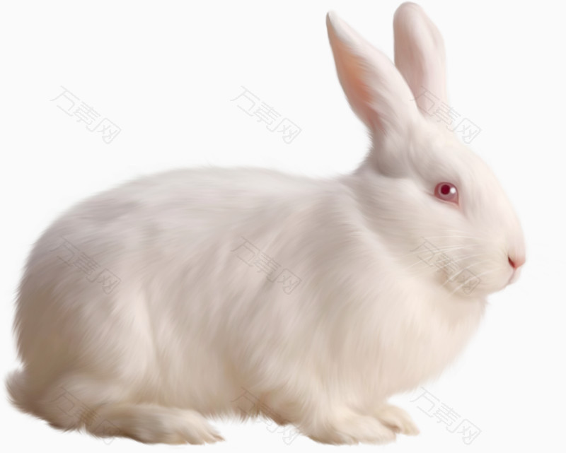 白色动物小兔子  图片素材详细参数: 编号3401664 分类装饰元素 颜色