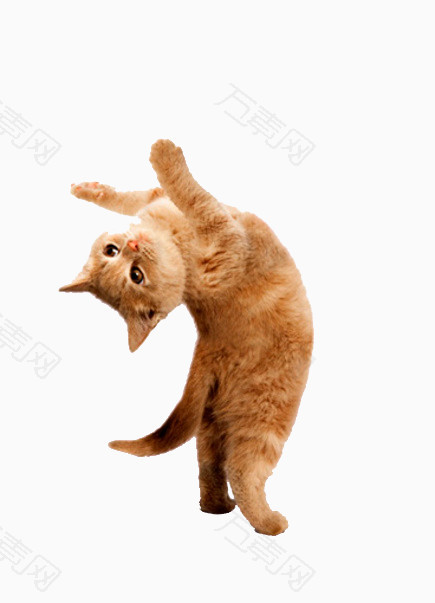 跳舞猫咪