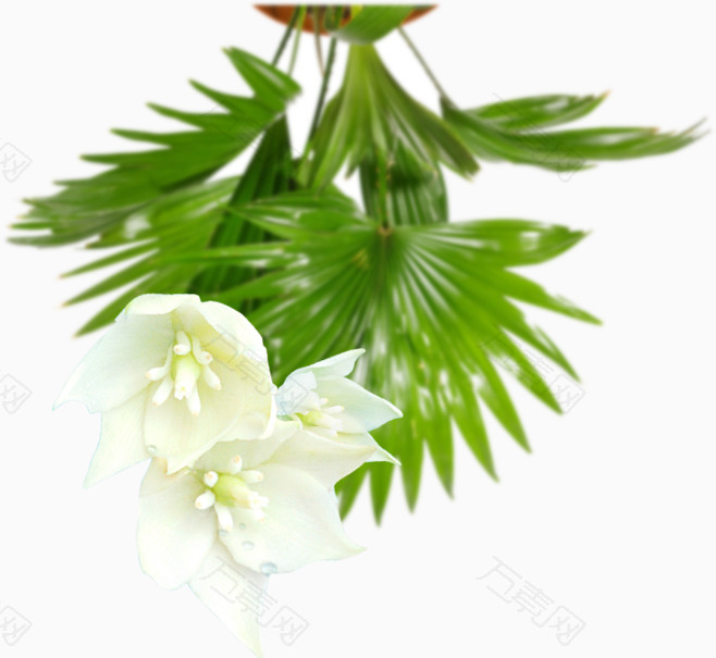 绿叶 白花 植物