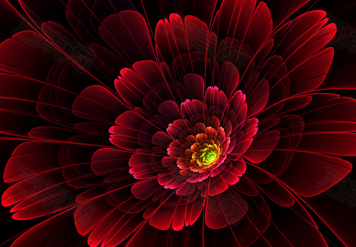 红色牡丹花