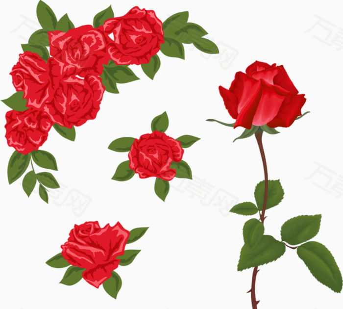 手绘玫瑰花
