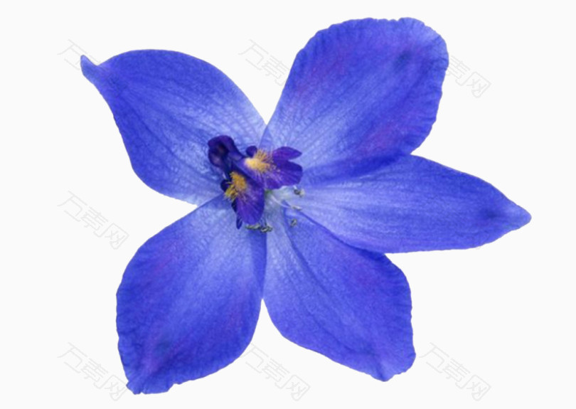 蓝色的花花 蝴蝶花