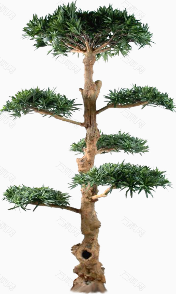 植物松树