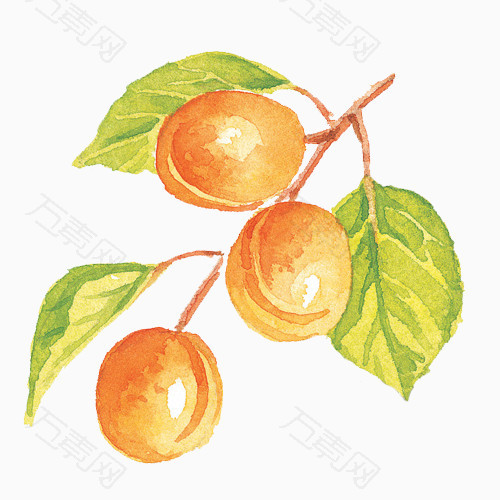 杏子水彩手绘图