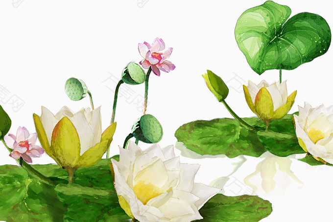 荷花
