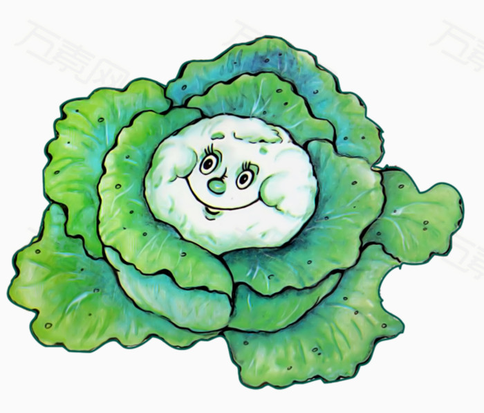 手绘白菜