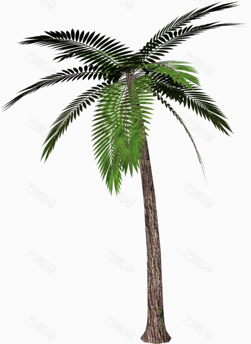 棕榈树