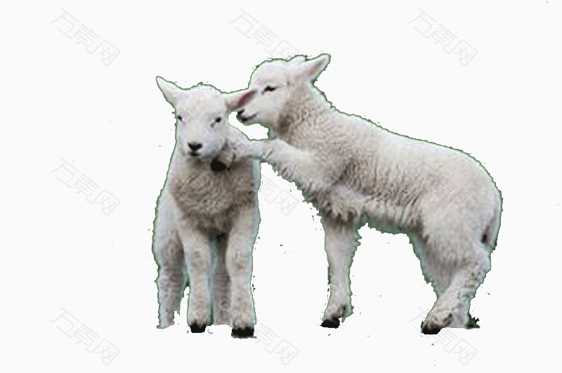 两只羔羊