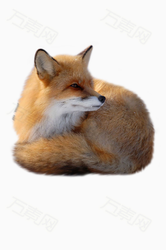 卧坐狐狸