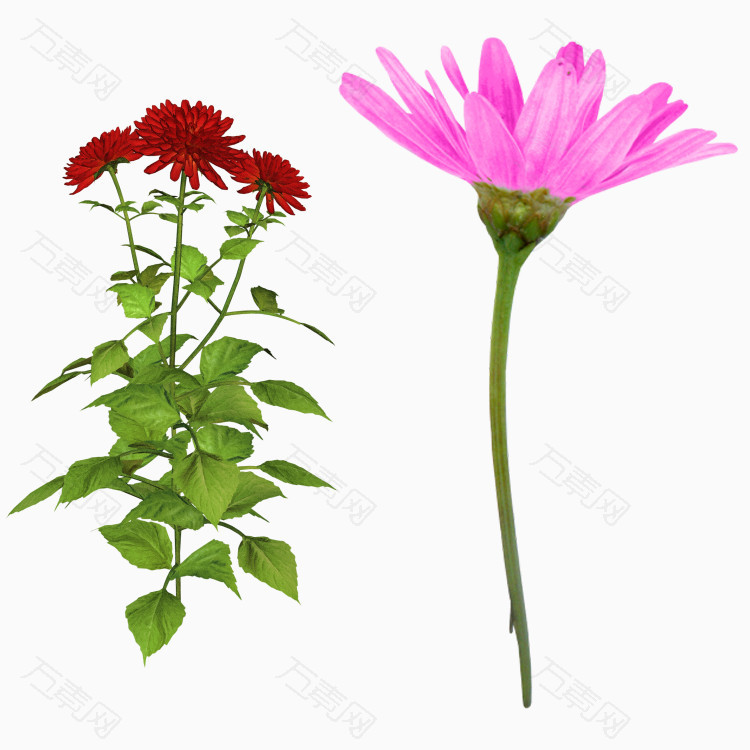 美丽的鲜花png透明图片_花卉植物_750*750px_编号_png