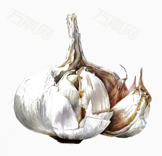 手绘大蒜