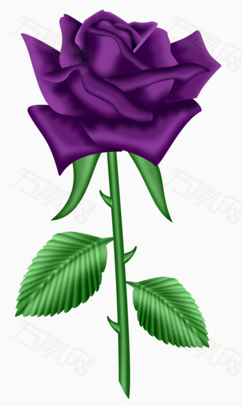紫色玫瑰图片免费下载_卡通手绘_万素网