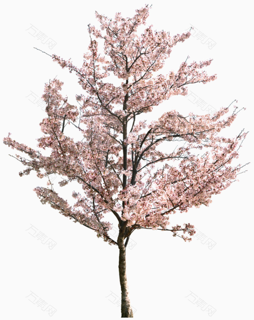 万素网 免抠元素 花卉植物 桃树植物树木  图片素材详细参数: 编号