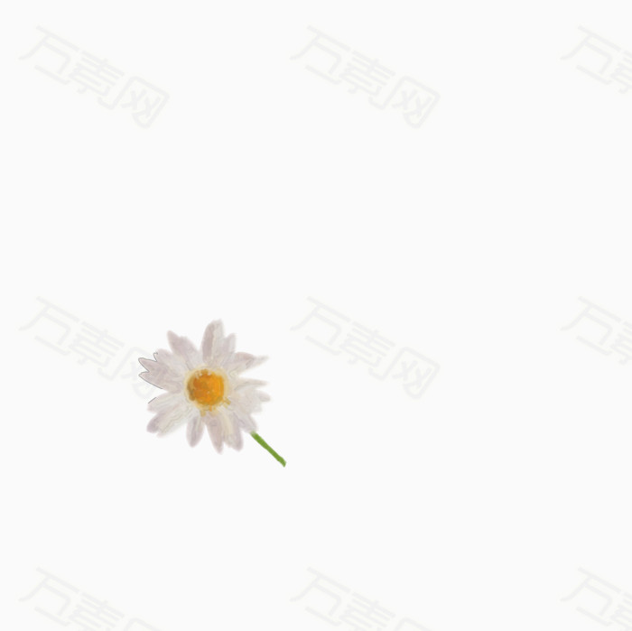 手绘菊花