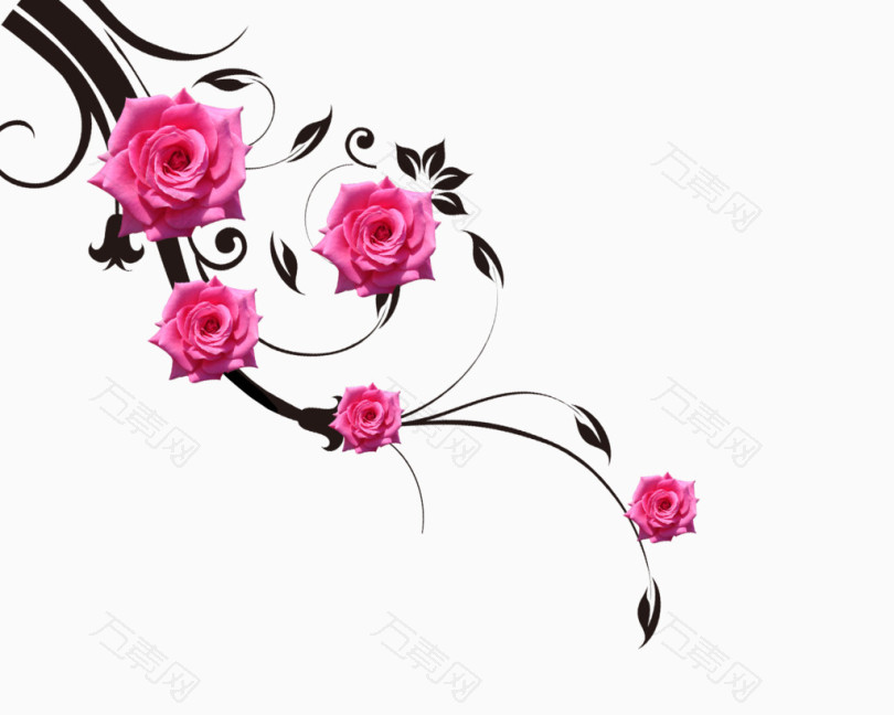 玫瑰花藤蔓