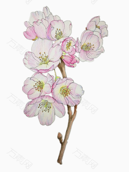 彩铅手绘的海棠花