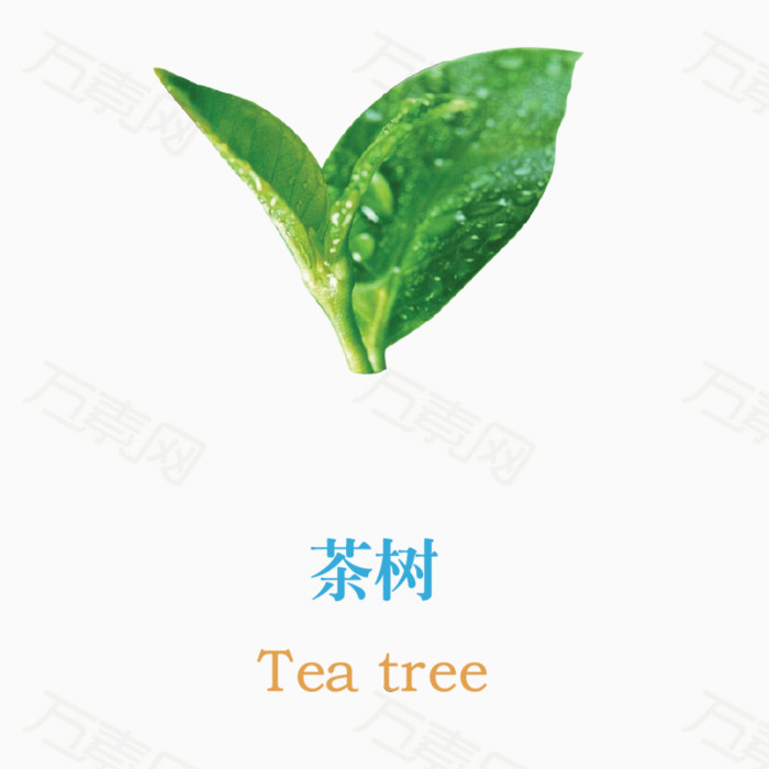 万素网 素材分类 茶树  1252 万素网提供茶树png设计素材,背景素材