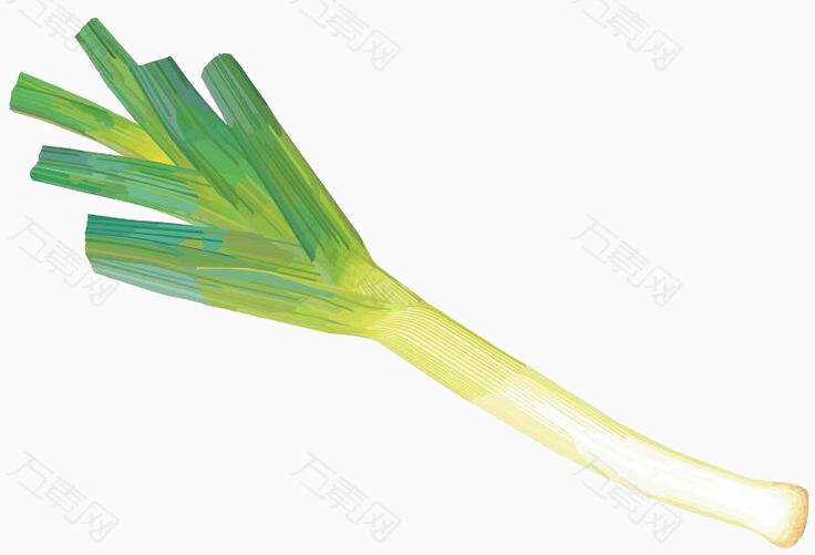 手绘大葱