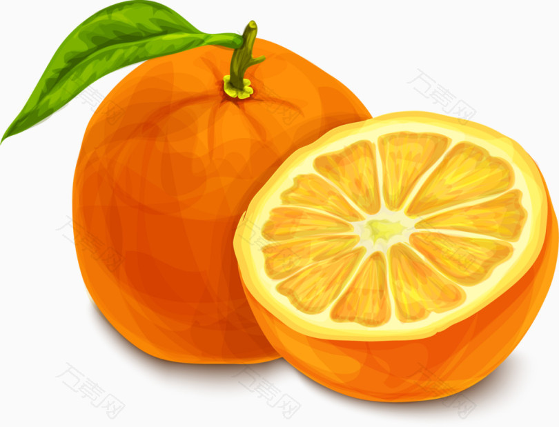 手绘新鲜橙子