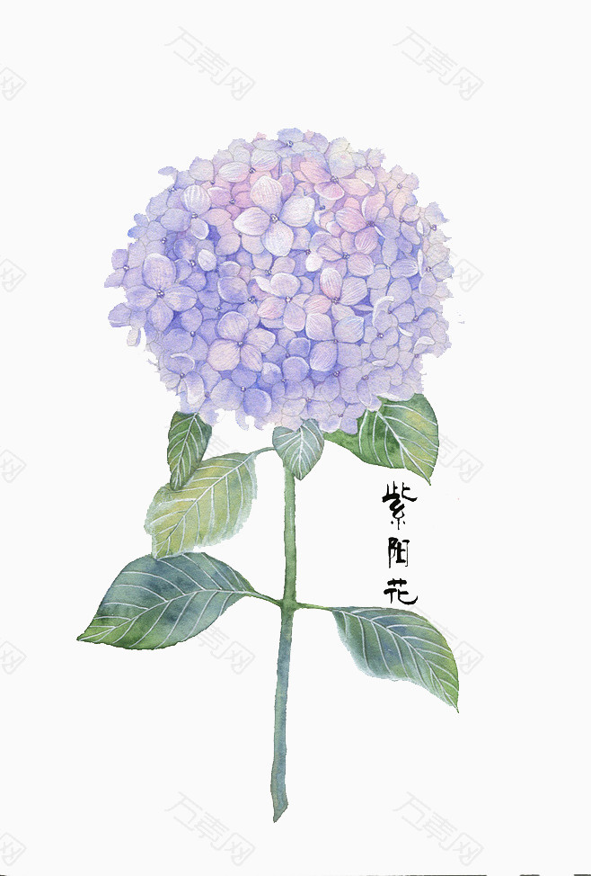 手绘紫阳花