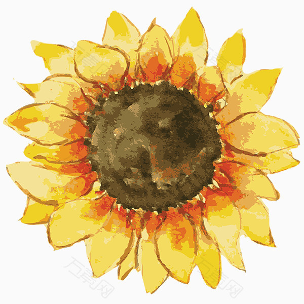 手绘水彩向日葵花朵图片