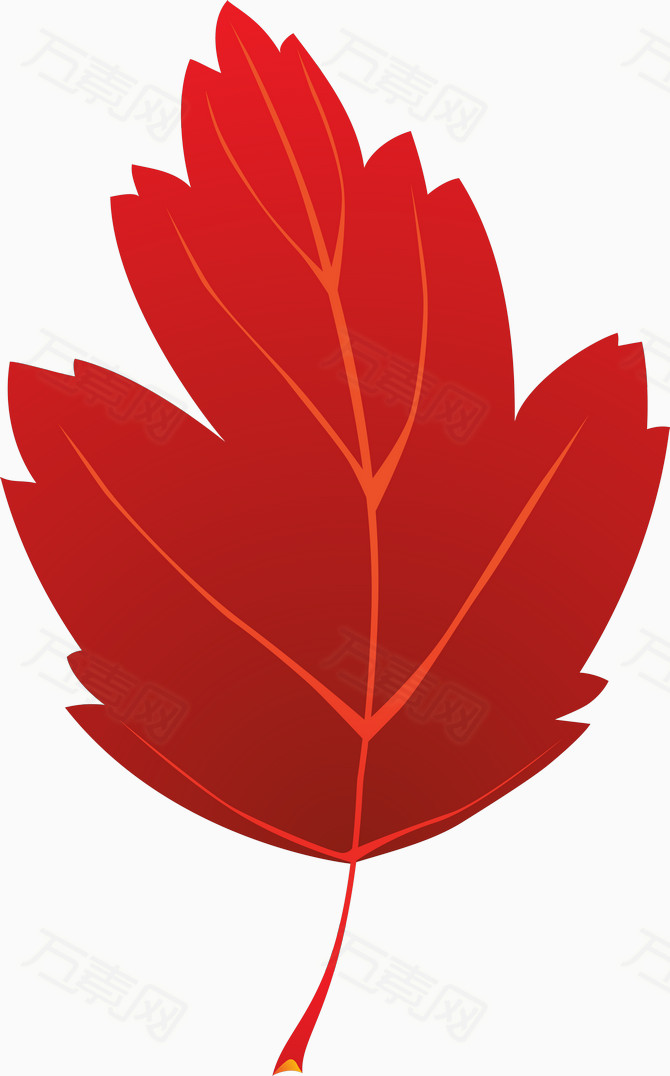 漂浮 叶子  植物  树叶 红色 
