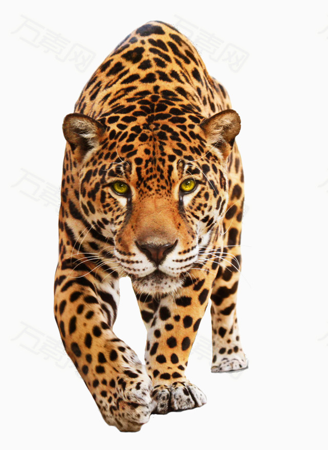 动物 凝视的斑点豹子 8564                           提示: 素材