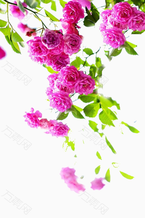 蔷薇花