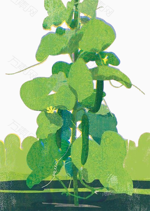 藤上的黄瓜