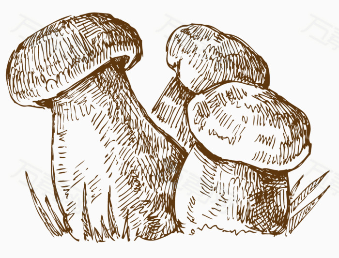 手绘蘑菇