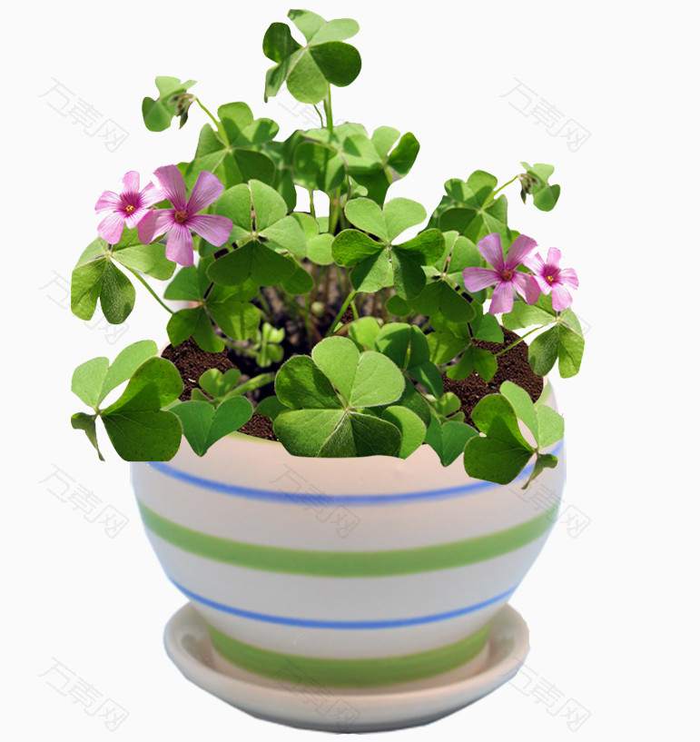 三叶草开花