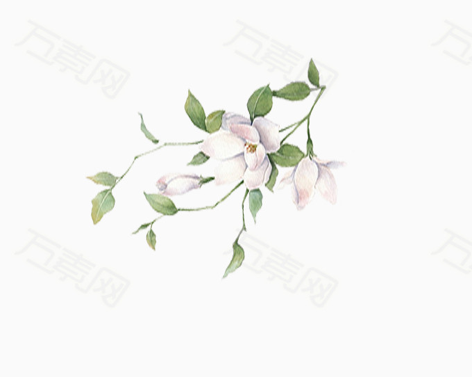清新花朵素材 花朵素材 白色花朵素材 淡雅花朵