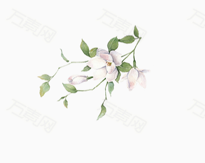清新白色花朵素材